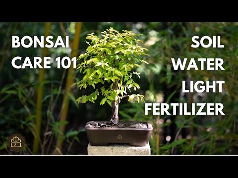 Beginner Bonsai Series - Chapter 6: Principles for How to Make Your Own Bonsai Tree