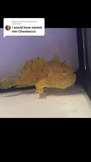 What Tadpoles Look Like | Fun Science Facts