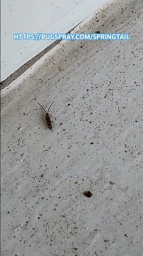 HOW SPRINGTAILS GET INSIDE YOUR HOME | BUGSPRAY.COM https://bugspray.com/springtail