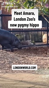Amara is the new pygmy hippo at ZSL London Zoo, Regent’s Park. #london #londonzoo #conservation #hippo #hippopotamus #pygmyhippo #zsllondonzoo (video: ZSL)