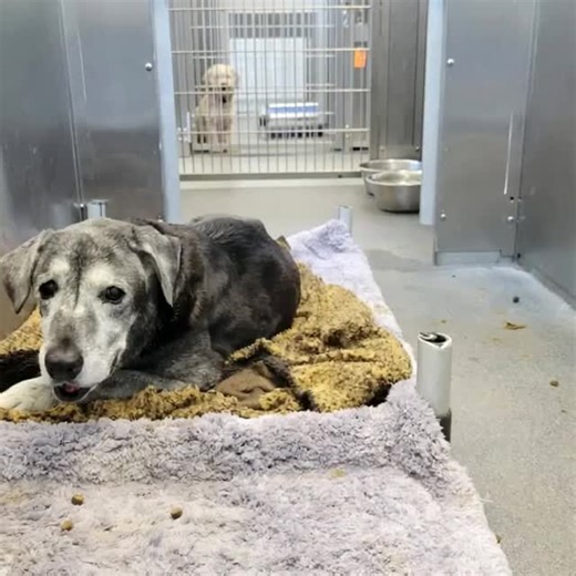4K views · 167 reactions | After Nineteen Years of Loyalty, Annie Was Abandoned at the Shelter—But Hope Came with a Gentle Touch  Check the comments below   | Animal Lovers | Facebook