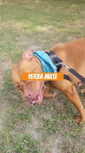 Sunny day wiggles!! ~Yerba Mate~