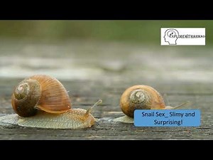Snail Sex/Mating_ Slimy and Surprising!
