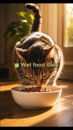 How Long Do Cats Live? Most Only Reach 10 Years — Here's Why