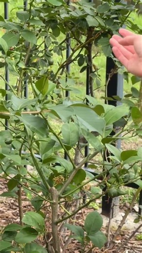 Update on my lemon tree! 🍋