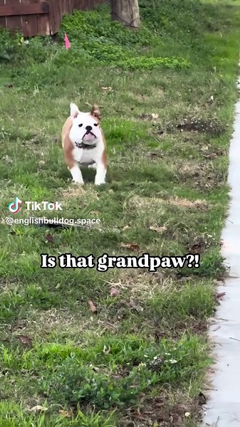 English Bulldog on TikTok
