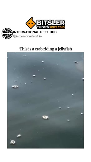 🌍 INTERNATIONAL REEL HUB on Instagram: "The post features a 11-second underwater video of a juvenile spider crab hitchhiking atop a mosaic jellyfish in shallow waters, capturing the crab's occasional claw-waving amid gentle drifting, which has sparked humorous replies likening it to an "ocean Uber." This symbiotic behavior, documented in peer-reviewed studies like those in Marine Biology (e.g., 2018 observation of Lybia tessellata on jellyfish), allows young crabs safer long-distance travel whi
