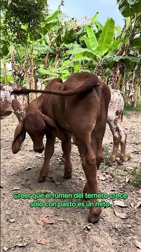 Grass does not develop a rumen.