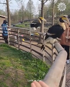 92K views · 44 reactions | Crow moves bricks to find what it is looking for! | GODRAj Stars & Events studio | Facebook