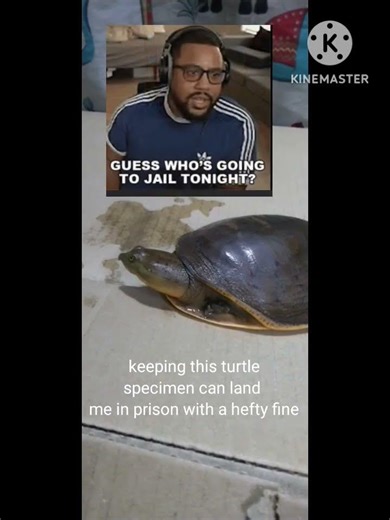 Indian flapshell turtle specimen #conservation #turtle #rescue