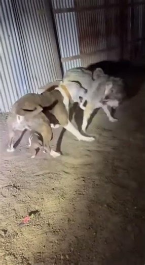 Wolf Attacks! Brave Pitbull Saves Puppy from Death 🐺🐶 #Shorts