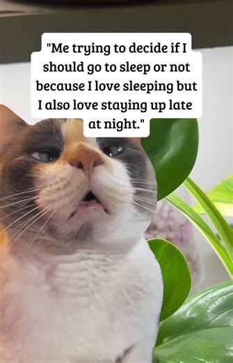 #Meme #memeoverplants #funnymemes #fyp #funnyvideos