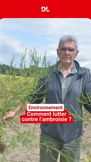 Le Dauphiné Libéré on Instagram: "🌿 L’ambroisie à feuilles d’armoise, plante invasive et hautement allergène, est très répandue dans la vallée du Rhône. ➡️ Alexandre Gauthier, coordinateur régional du plan de lutte contre l’ambroisie du réseau Fredon Aura, explique comment la reconnaître et les techniques à utiliser pour éviter sa propagation en été, période où elle est la plus active. 🎥 Tristan Bonhoure 🎞️ Coline Réveillault"