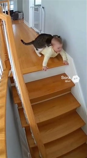Cat Grabs Baby Before Accident