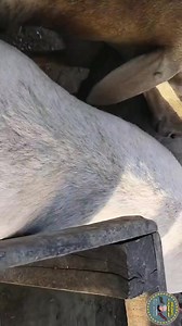 1.6K views · 4 comments | ماشاءاللہ قربانی 2025 کی منڈی سج گئی...