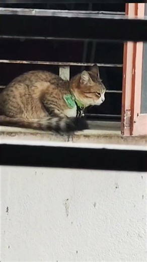 Simba was angry 😡😡