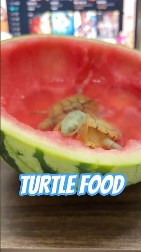 turtle food - Water Turtle Loves Watermelon! But Is It Safe? #shorts #turtle