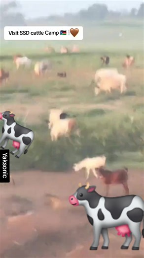 Tour cattle camp and acquire knowledge about livestock practices. | South Sudan My Homeland.