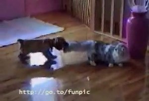 kutya vs macska farok