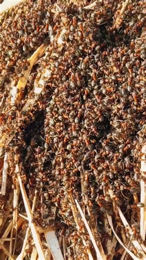 ants spring has come #animals