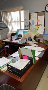 8.3K views · 309 reactions | SOMEONE ADOPT THIS CRAZY PUPPY. WHY DOES NO ONE WANT THIS PUPPY?!?! | The Humane Society of Hobart, Inc. | Facebook