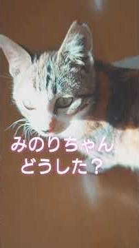 可愛いのに⋯#猫避妊手術#エリザベスウエア#保護子猫