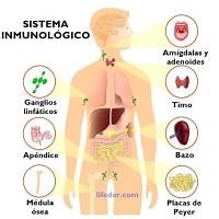 ¿Cómo se conforma el sistema inmunológico?