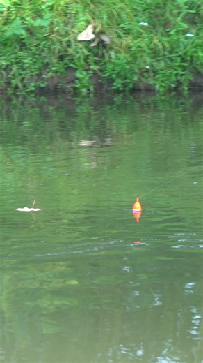 108K views · 663 reactions | Kick flippin’例 •••#bobberdown #steelhead #floatfishing #reelsfbシ #reelsviralシ #chrome #steelheadfishing #steelheading #steelheadmanifesto #reels #fishingreels #floatdrop #bobber #bobberfishing #trout #troutcandy #troutbum #riverfishing #creek #creekfishing #fishing #fishinglife #kingsalmon #troutfishing #fishingjunkie #fishofalifetime #fishingday #salmonfishing | SBS Outdoors | Facebook