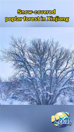 After snowfall, the vast poplar forest in Xinjiang, is draped in white. From above, twisted branches interlace under snow, blending strength and softness in a striking winter landscape. #SeeChina | CCTV