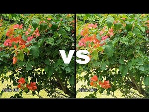 SAMSUNG GALAXY S10 HDR VS NORMAL Video Comparison