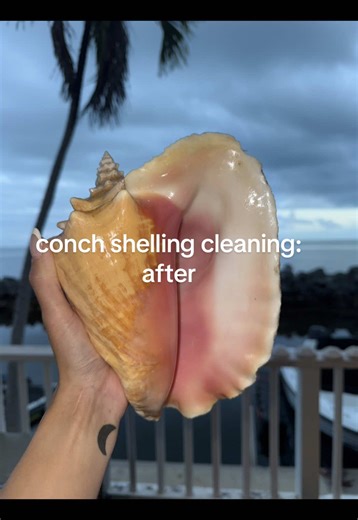 Stunning Conch Shell Transformation in Florida