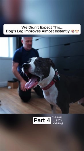 Animal Chiropractic Adjustments: What They Are