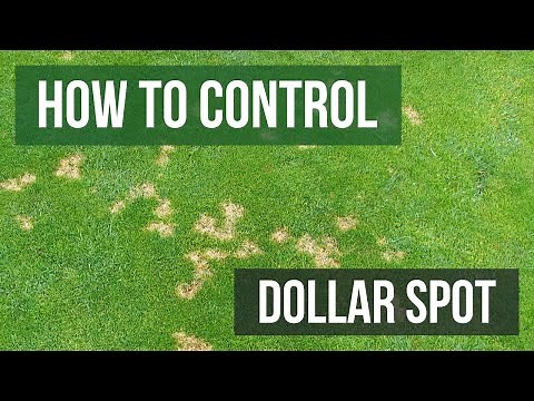 How to Control Dollar Spot (4 Easy Steps)