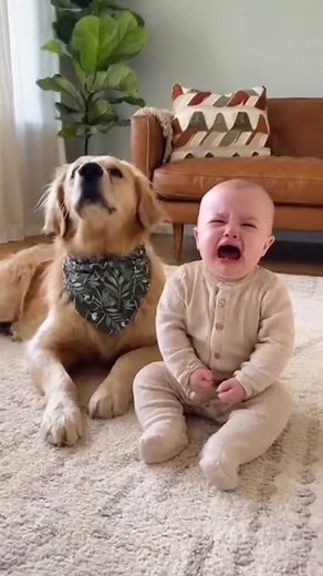 Baby cries… Husky’s reaction will melt your heart 💔➡️❤️ #baby #crying. #huskypuppies #puppies #puppy #cutebaby #cute #cutebabies #funny #dog #puppy #puppiesoftiktok #cutebabies #dad #crying #baby | Baby & Pets