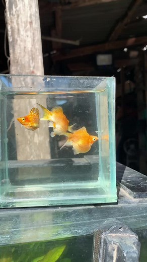 Molly Fish Giving Birth: A Fascinating Journey