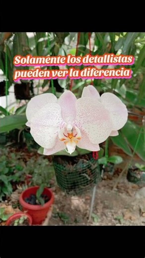 ¡No puedo dejar de verlas! Recién abiertas y hermosas.