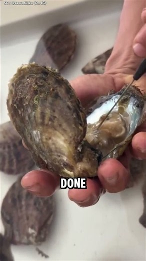 Learn How to take The Oyster's Pearl 😲