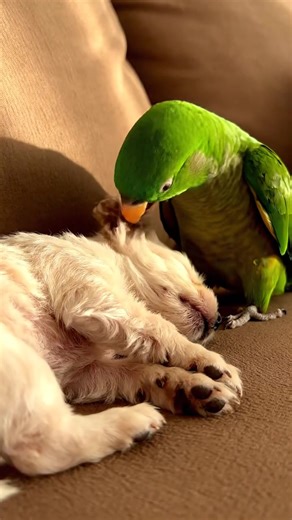 She calmed his nightmare 🥹💚 #puppy #puppylove #parrot | Green Spaces