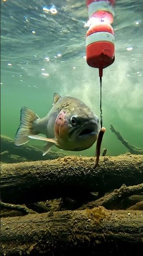 🤯 GIANT Mekong Catfish EXPLODES on Bait! 🎣 You WON'T Believe The Size!