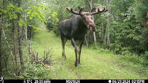 Latest Upper Peninsula moose survey shows unexpected drop, DNR explains what could be behind it