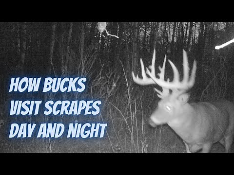How bucks visit scrapes day and night