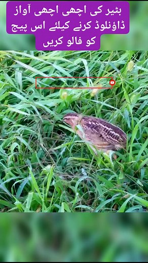 30K views · 794 reactions | Common quail #quail #batair #fbreels #reelsfb #reelsvideo #fbreelsvideo | APNA saraiky channel1 | Facebook