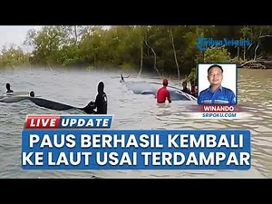 Paus Besar Berukuran 10 Meter Berhasil Kembali ke Laut, Sempat Terdampar di Sungai OKI