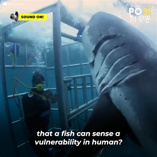 A group of researchers wanted to know how ferocious sharks can be. To achieve this, one of them immersed himself in a cage, where he would live his worst nightmare. | Positive