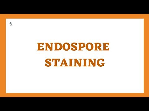 Endospore Staining with Schaeffer-Fulton Method | Bacterial Spore Staining in Microbiology
