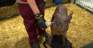 Elon Musk Is Testing His Brain Implant on Pigs