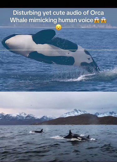 Orcas: Intelligent Apex Predators of the Ocean
