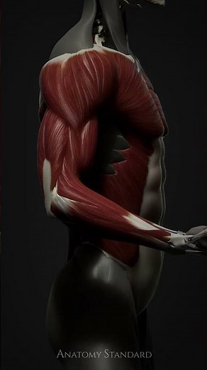 Muscles at work during arm flexion and extension #anatomystandard #anatomy #3danatomy #biomechanics