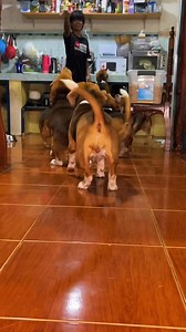 Have you tried recording your beagle in 240fps? Try it. You're welcome🤣🤣🤣#fyp #foryoupage #foryou #BeagleLife #BeagleLovers #BeagleNation #BeagleDaily | Baltik’s Beagle Pawmily