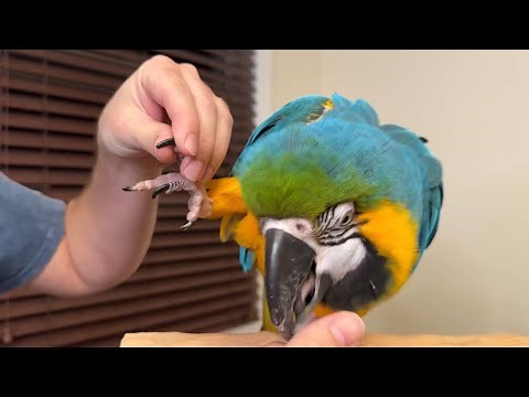 How to Teach a Parrot to Trim Nails